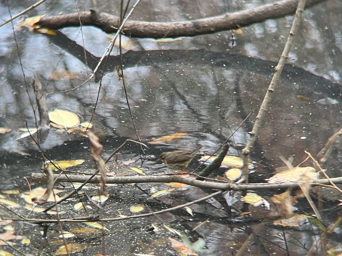 Northern Waterthrush - ML645110666