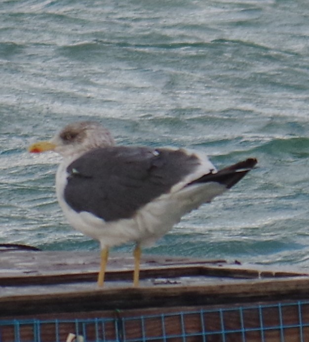 ニシセグロカモメ - ML645110667