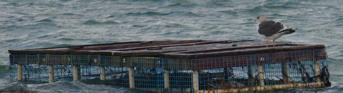 ニシセグロカモメ - ML645110668