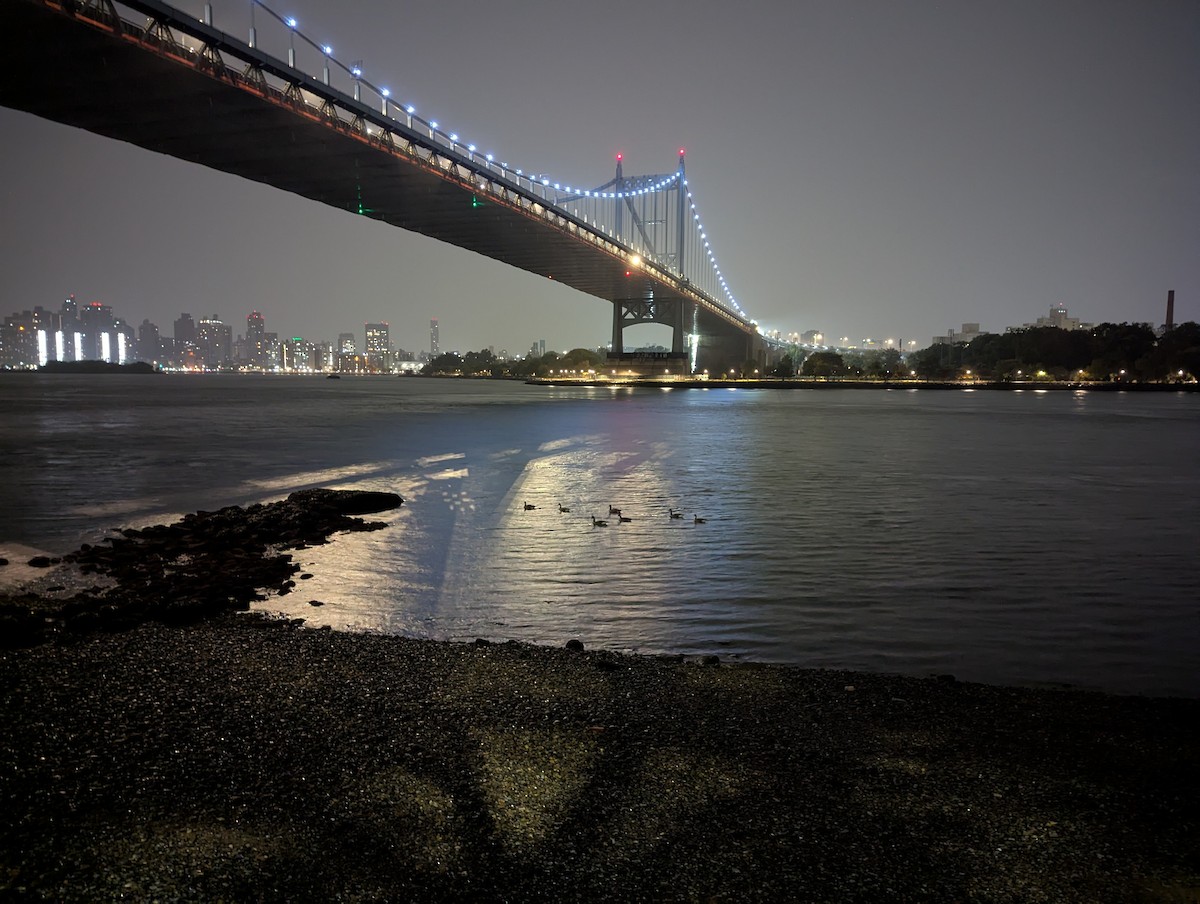 Bernache du Canada - ML645110673