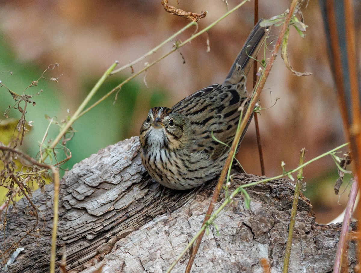 Lincoln's Sparrow - ML645110674