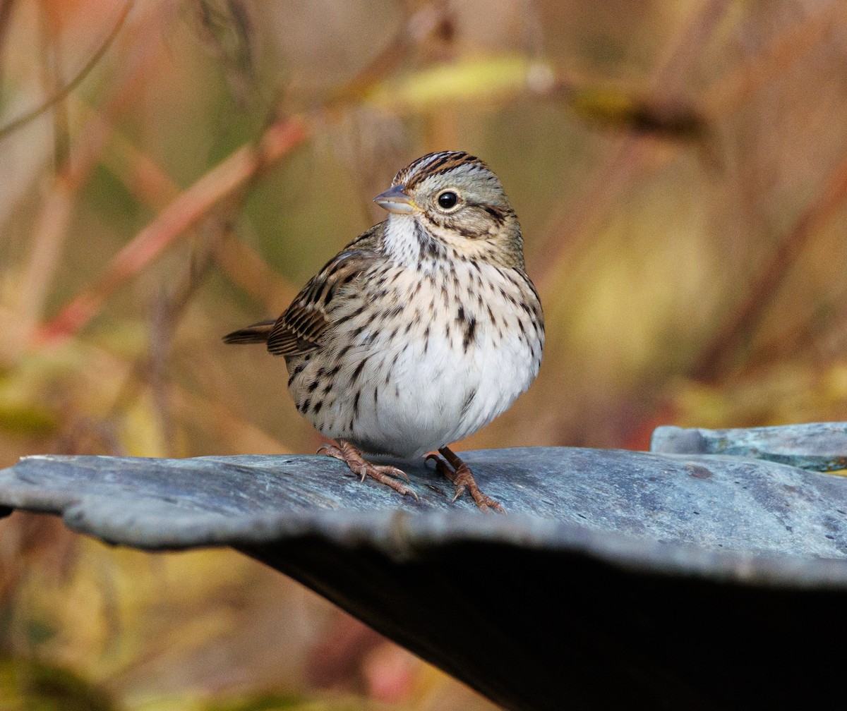 Lincoln's Sparrow - ML645110675