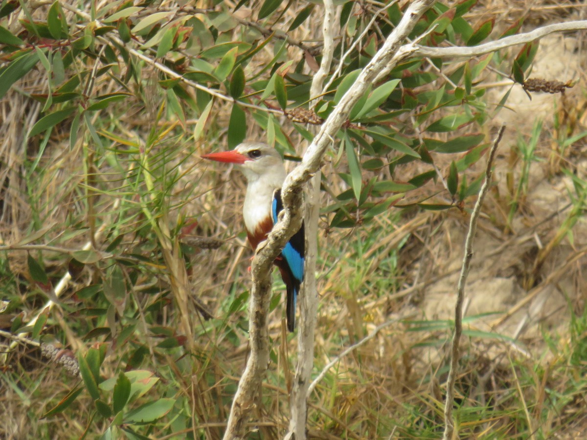 Martin-chasseur à tête grise - ML645110676