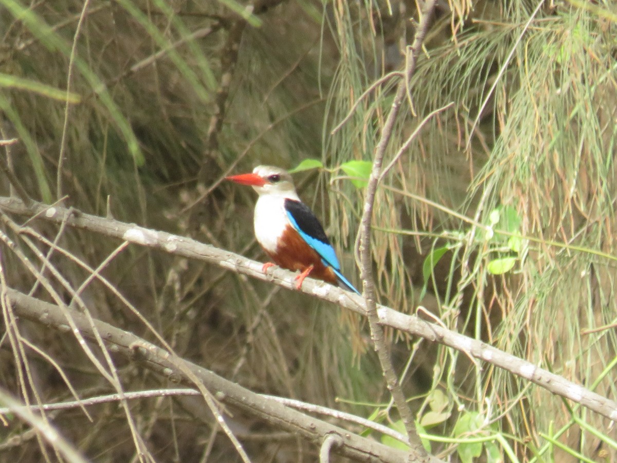 Martin-chasseur à tête grise - ML645110677