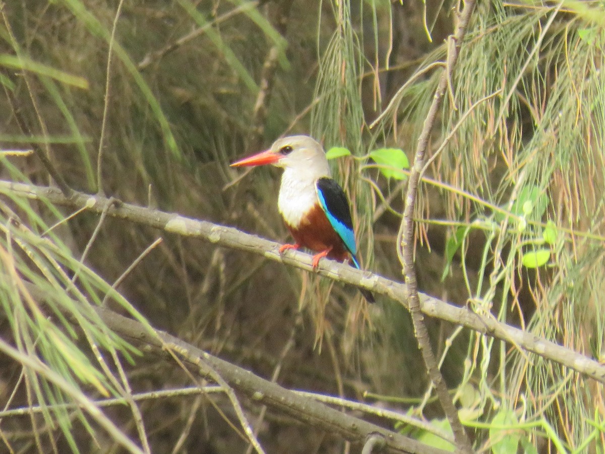 Martin-chasseur à tête grise - ML645110678