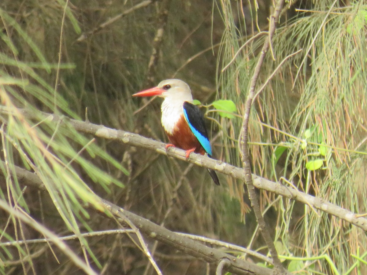 Martin-chasseur à tête grise - ML645110679