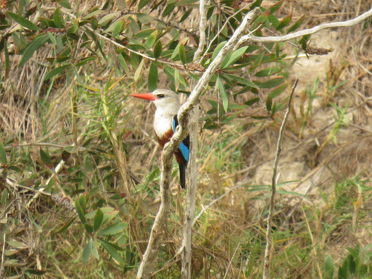 Martin-chasseur à tête grise - ML645110680