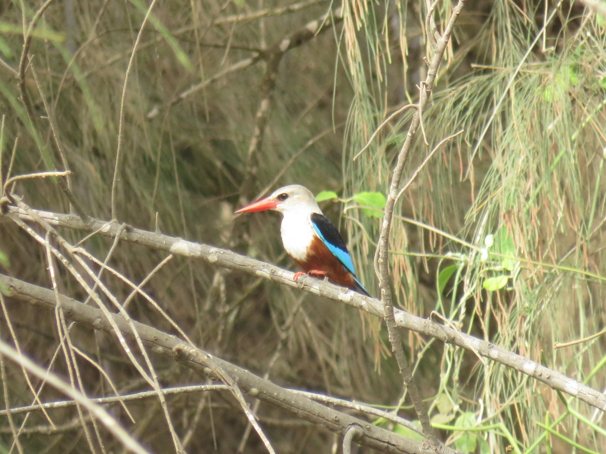 Martin-chasseur à tête grise - ML645110681
