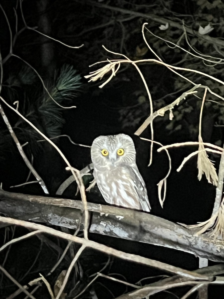 Northern Saw-whet Owl - ML645110686