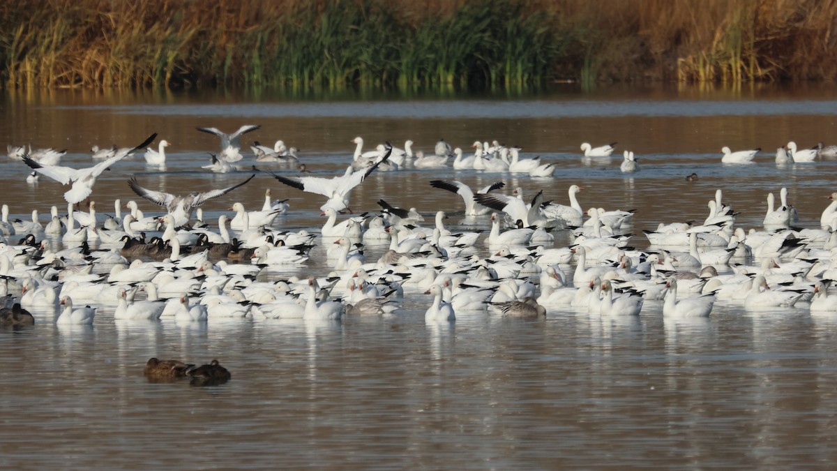 Казарка мала - ML645110700