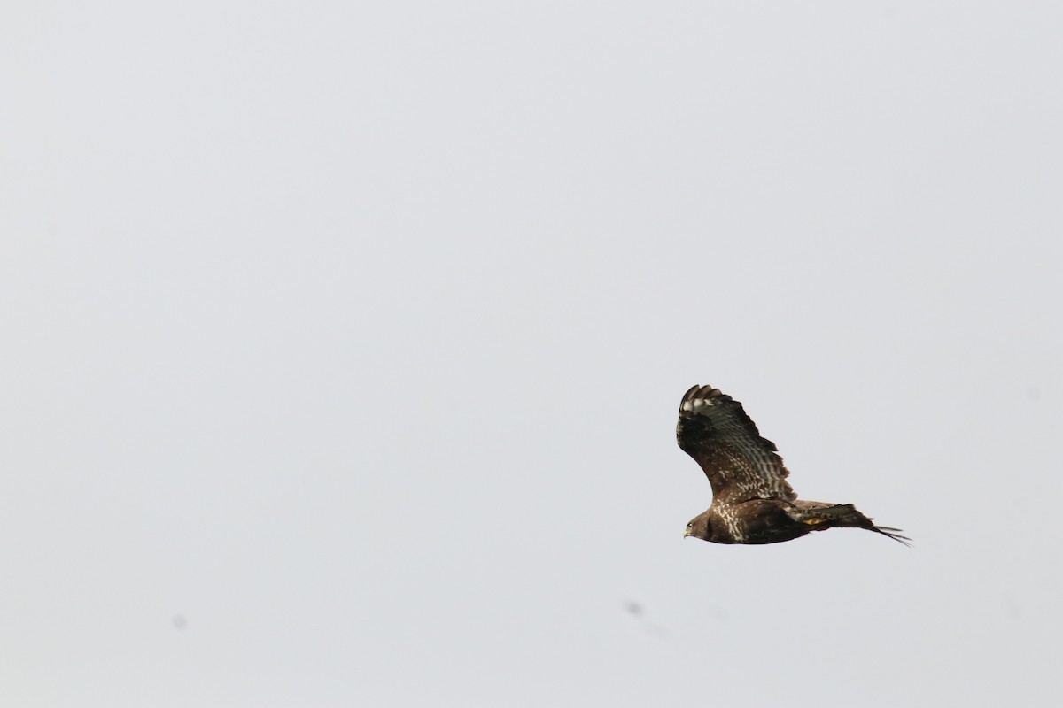 Common Buzzard - ML645110707