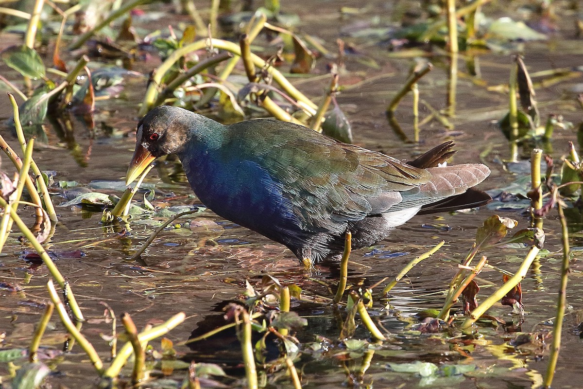 Purple Gallinule - ML645110709