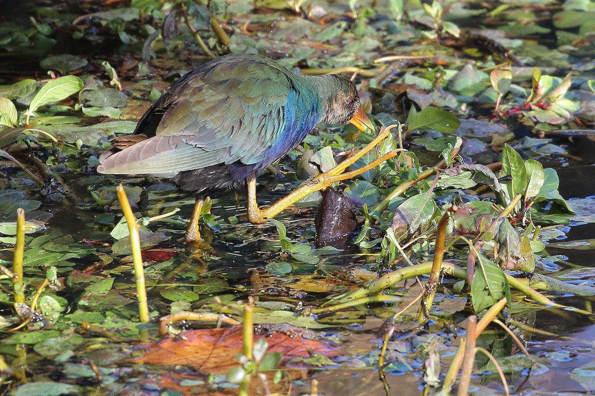 Purple Gallinule - ML645110710