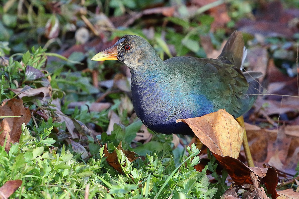 Purple Gallinule - ML645110711
