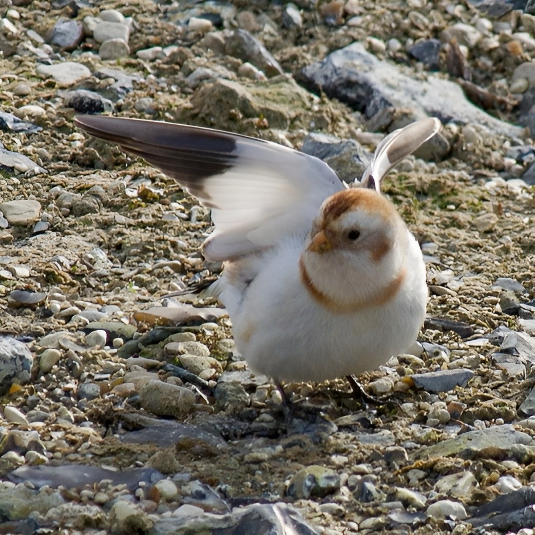 Пуночка - ML645110733