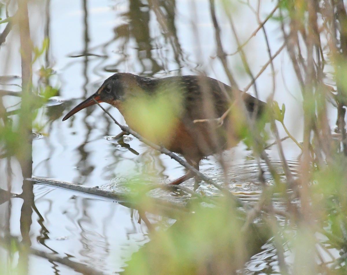Virginia Rail - ML645110736