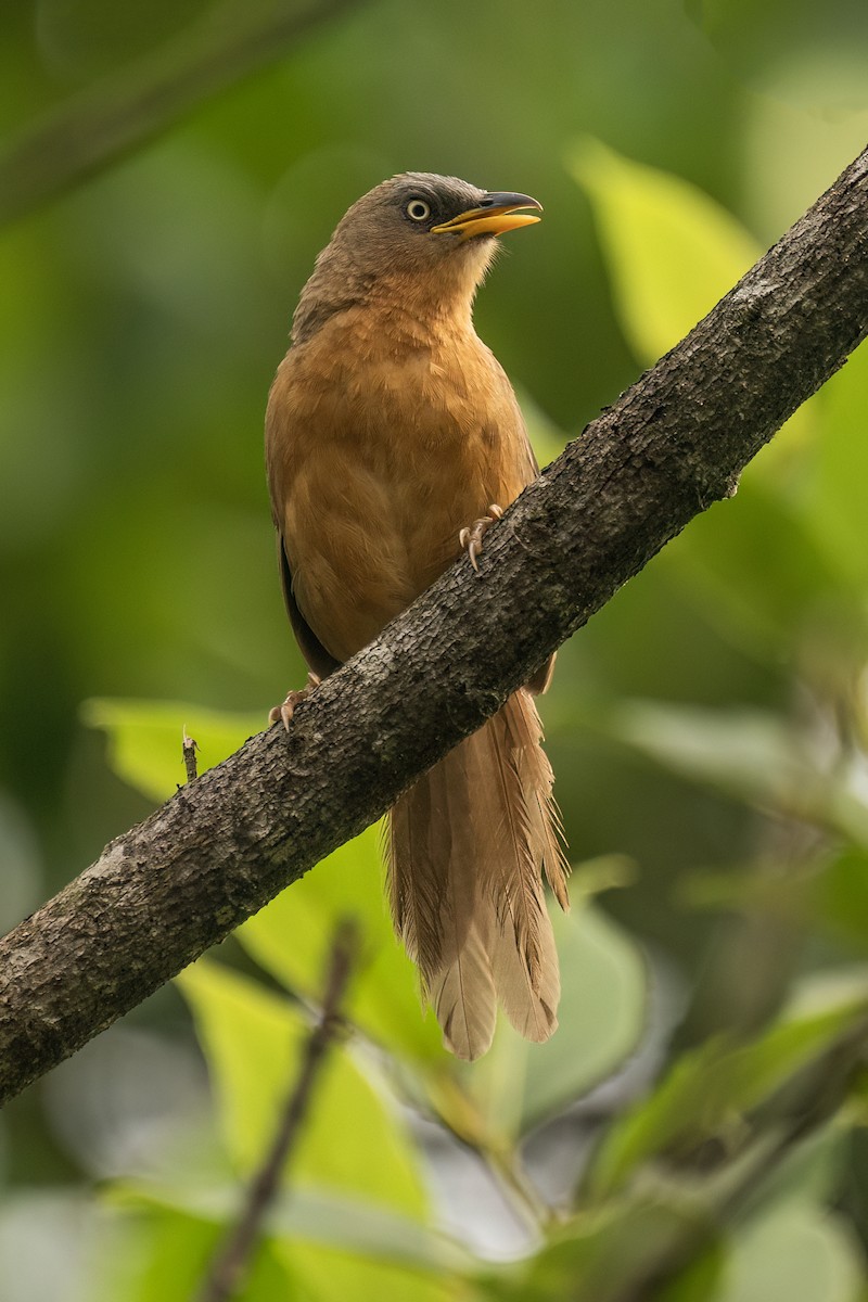 Kızıl Yedikardeş - ML645110742