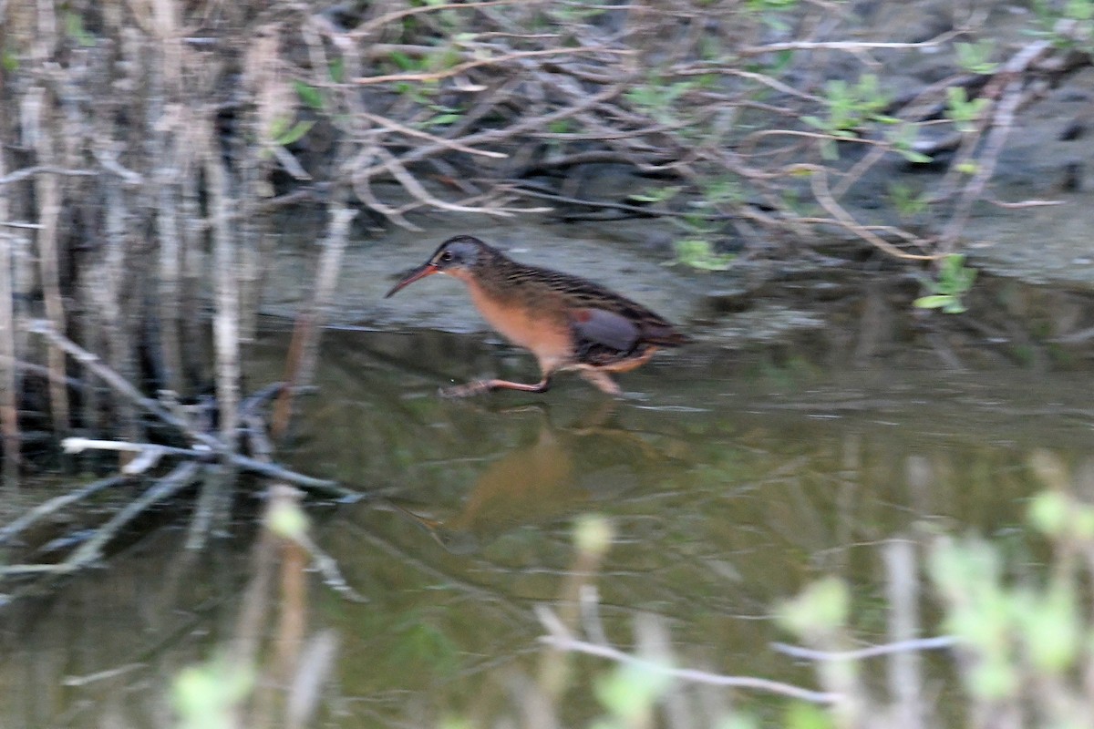 Virginia Rail - ML645110749