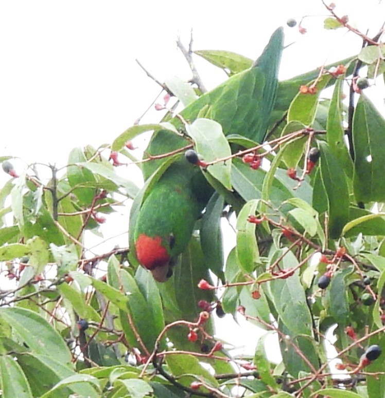 Scarlet-fronted Parakeet - ML645110752