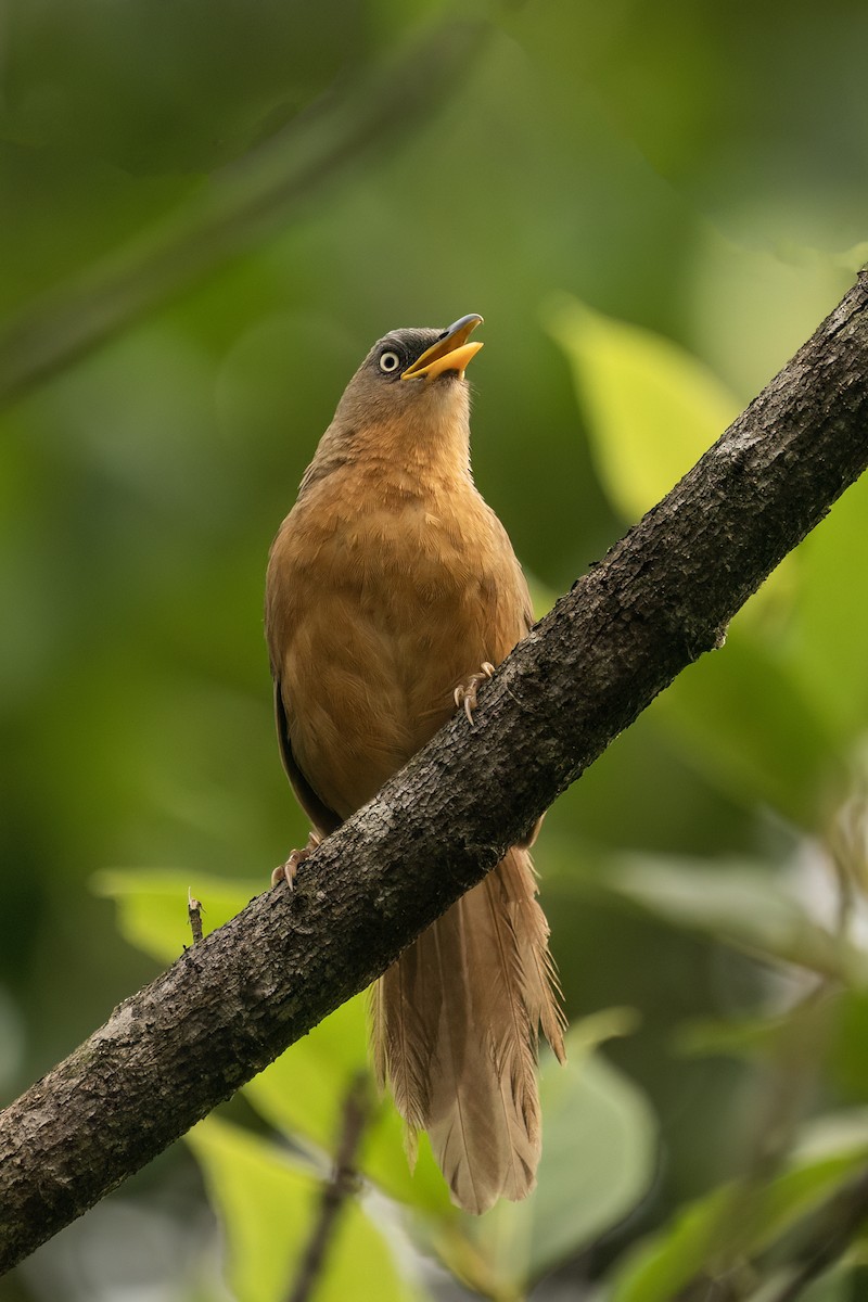 Kızıl Yedikardeş - ML645110754