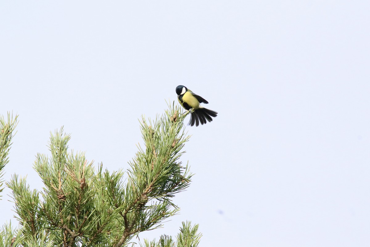 Great Tit - ML645110757