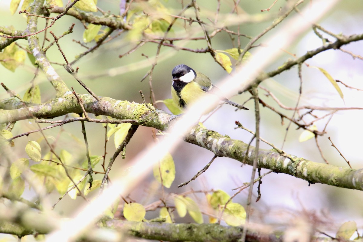 Great Tit - ML645110758