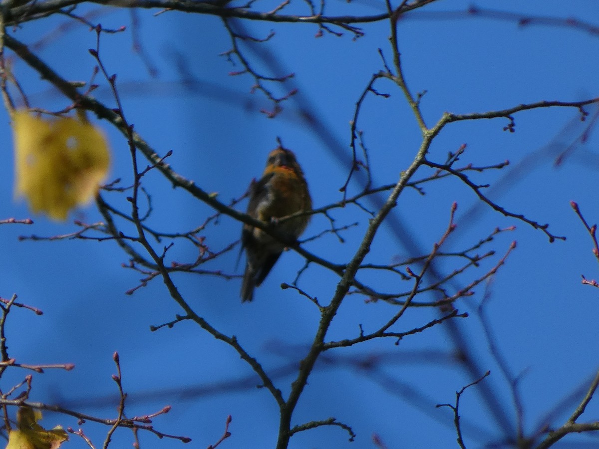 Red Crossbill - ML645110762