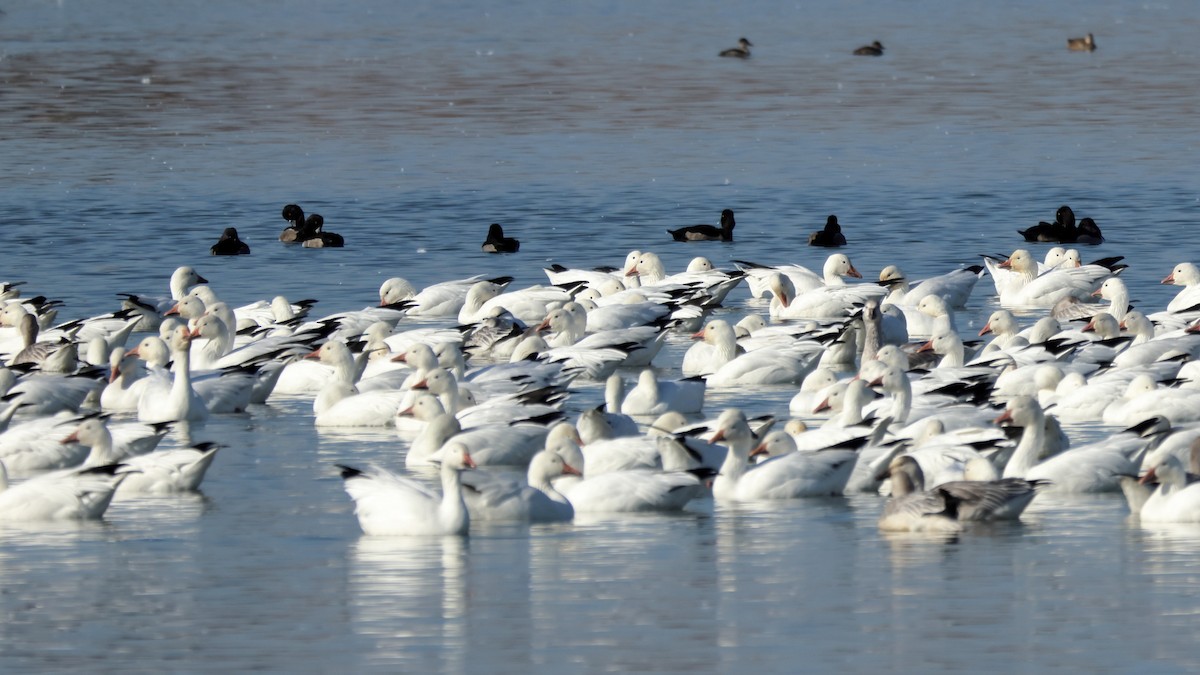 Чернь канадська - ML645110777