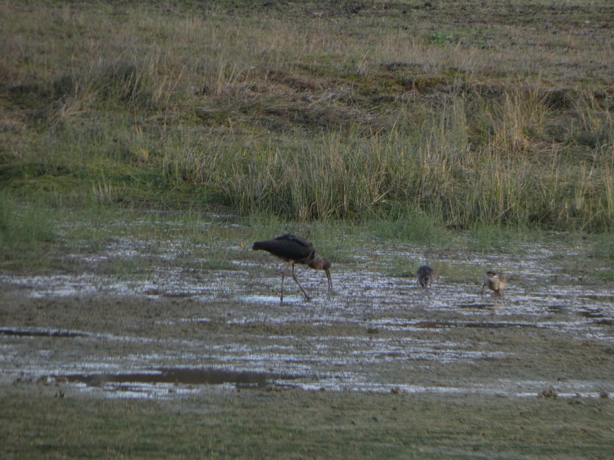 Glossy Ibis - ML645110782