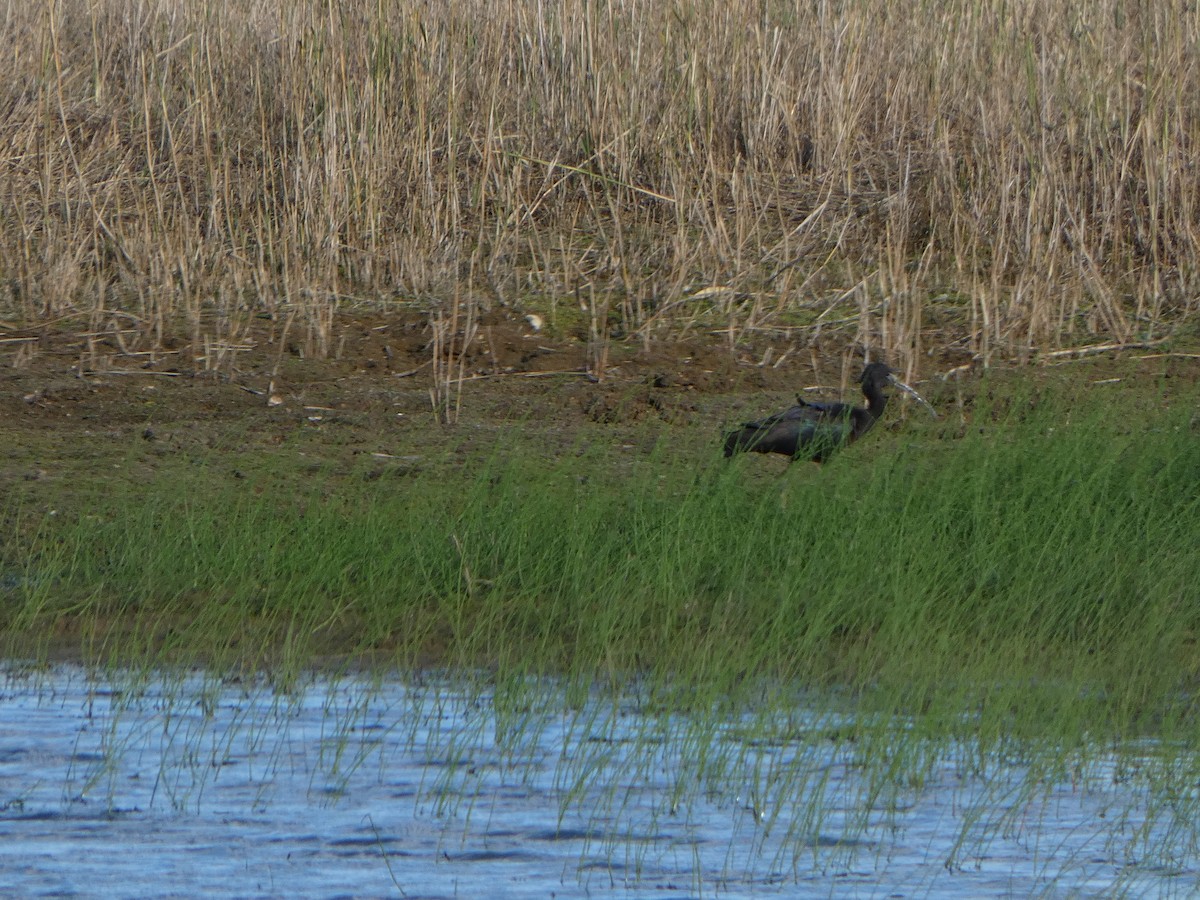 Glossy Ibis - ML645110783