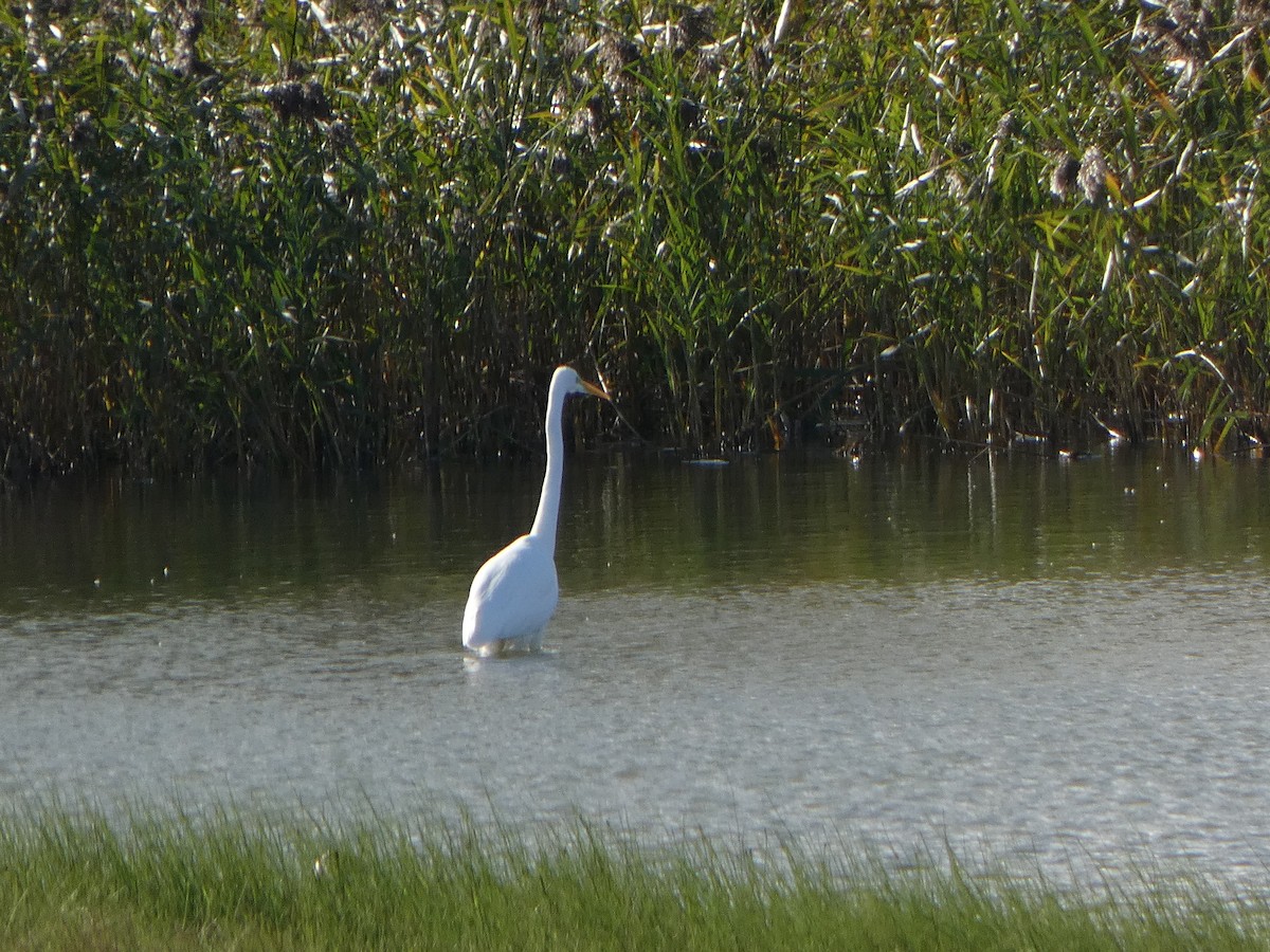 Great Egret - ML645110798