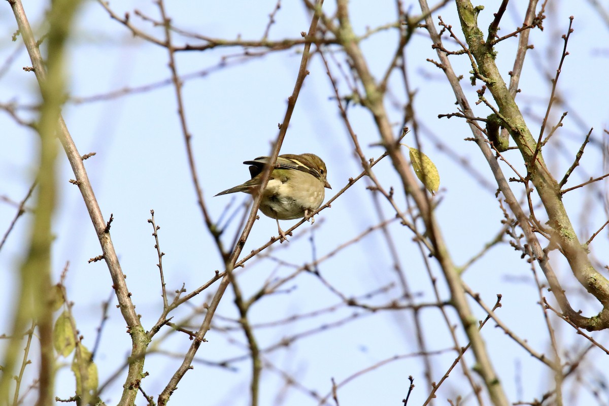 Common Chaffinch - ML645110800