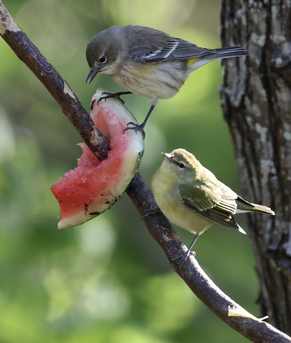 Tennessee Warbler - ML645110805