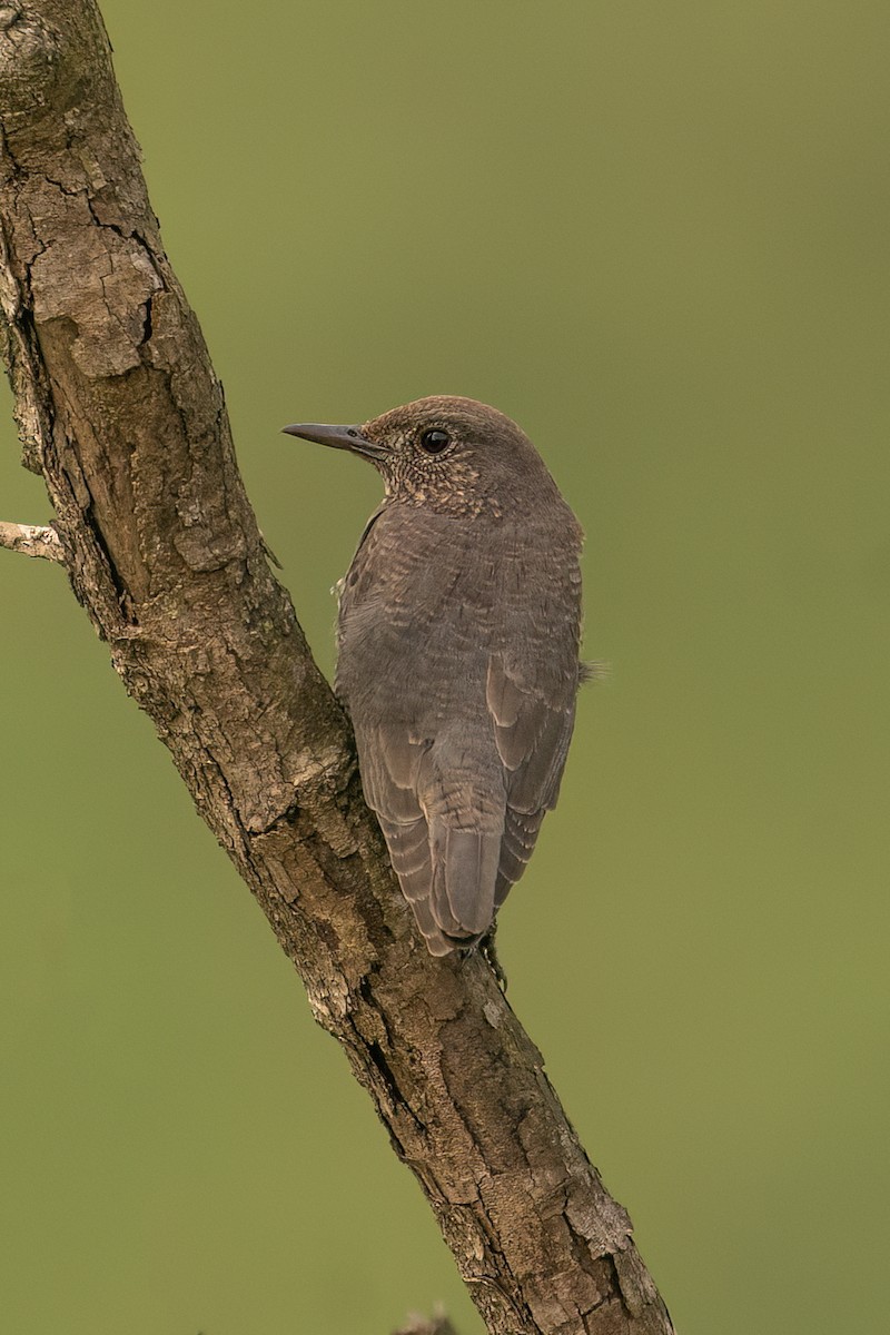 skalník modrý - ML645110807