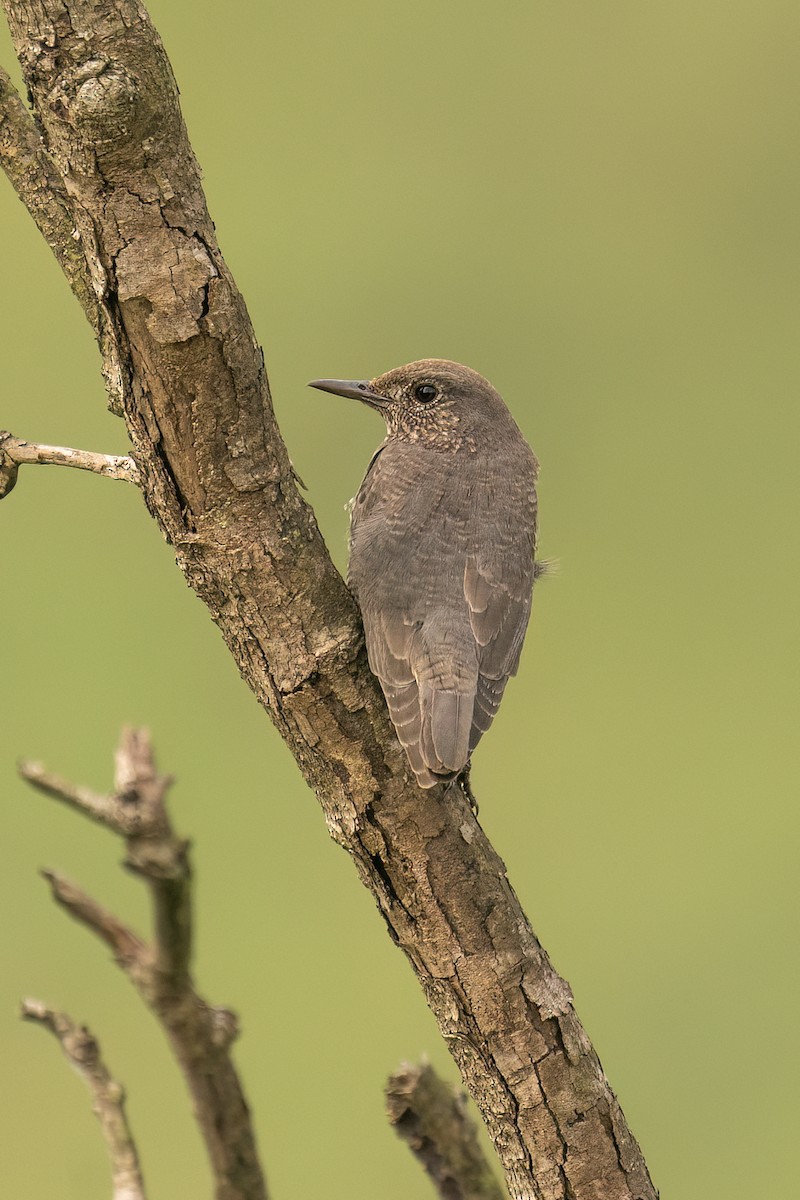 skalník modrý - ML645110812