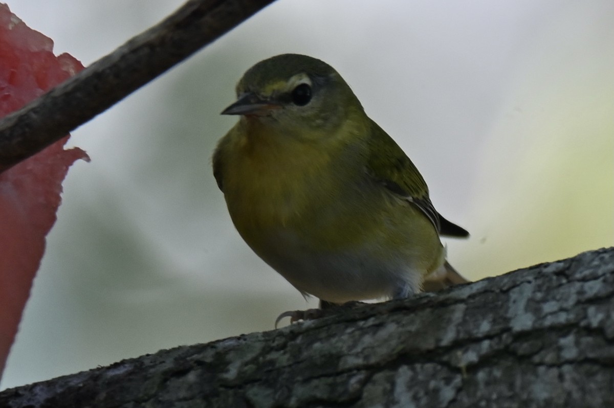 Tennessee Warbler - ML645110816