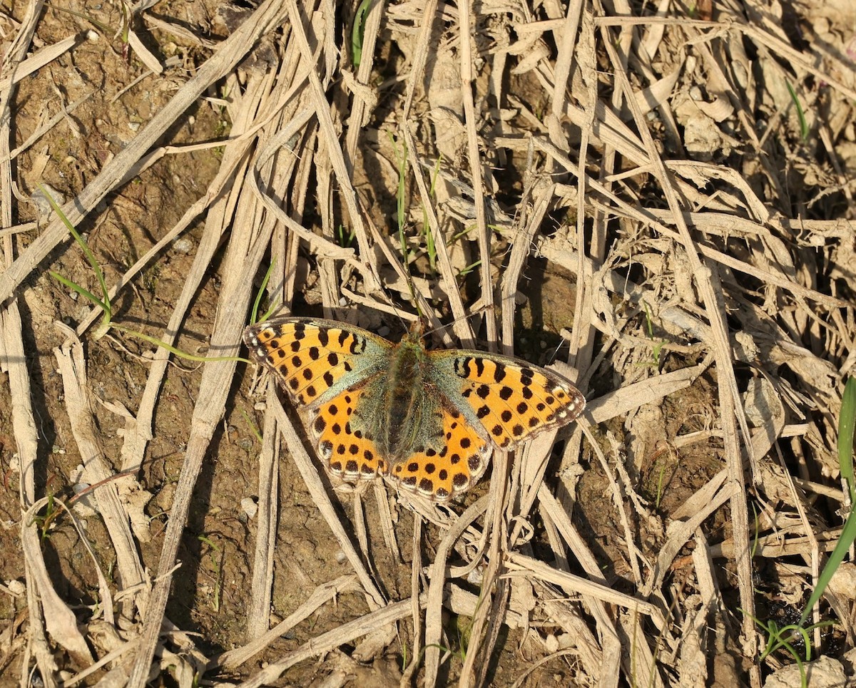 Animals - ML645110818