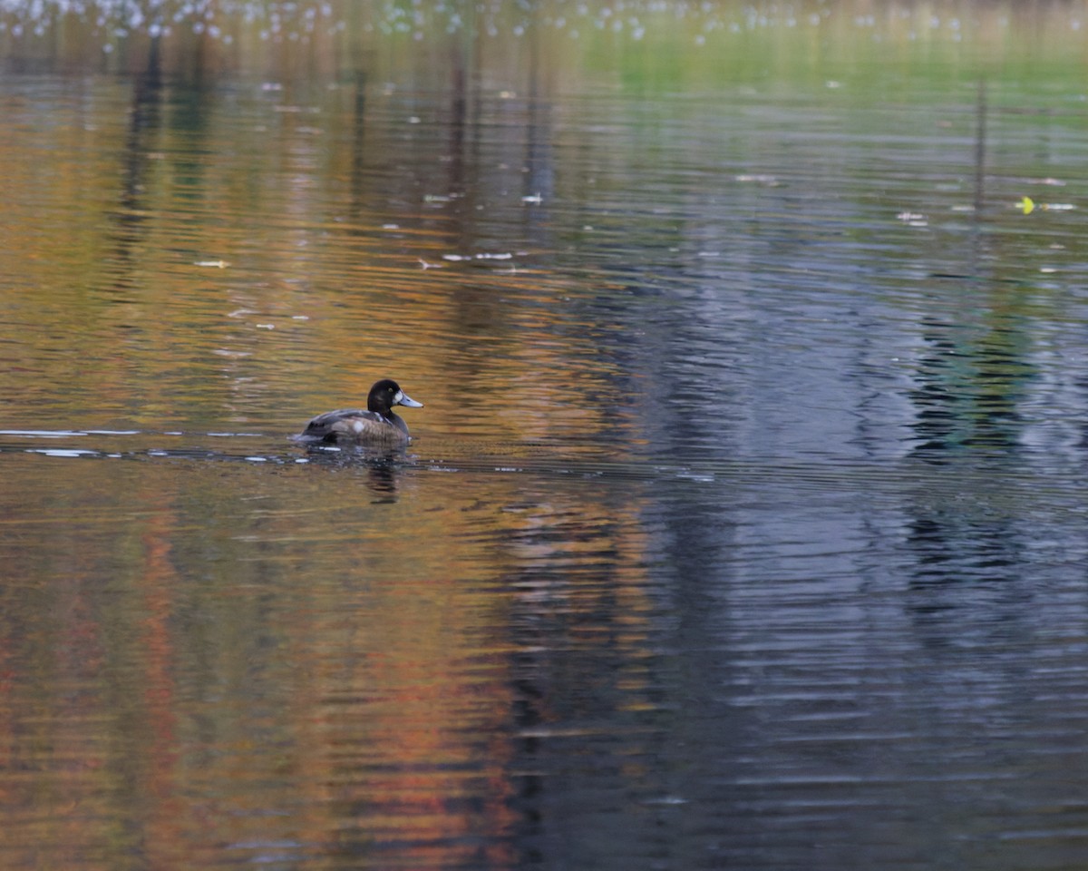 スズガモ - ML645110825