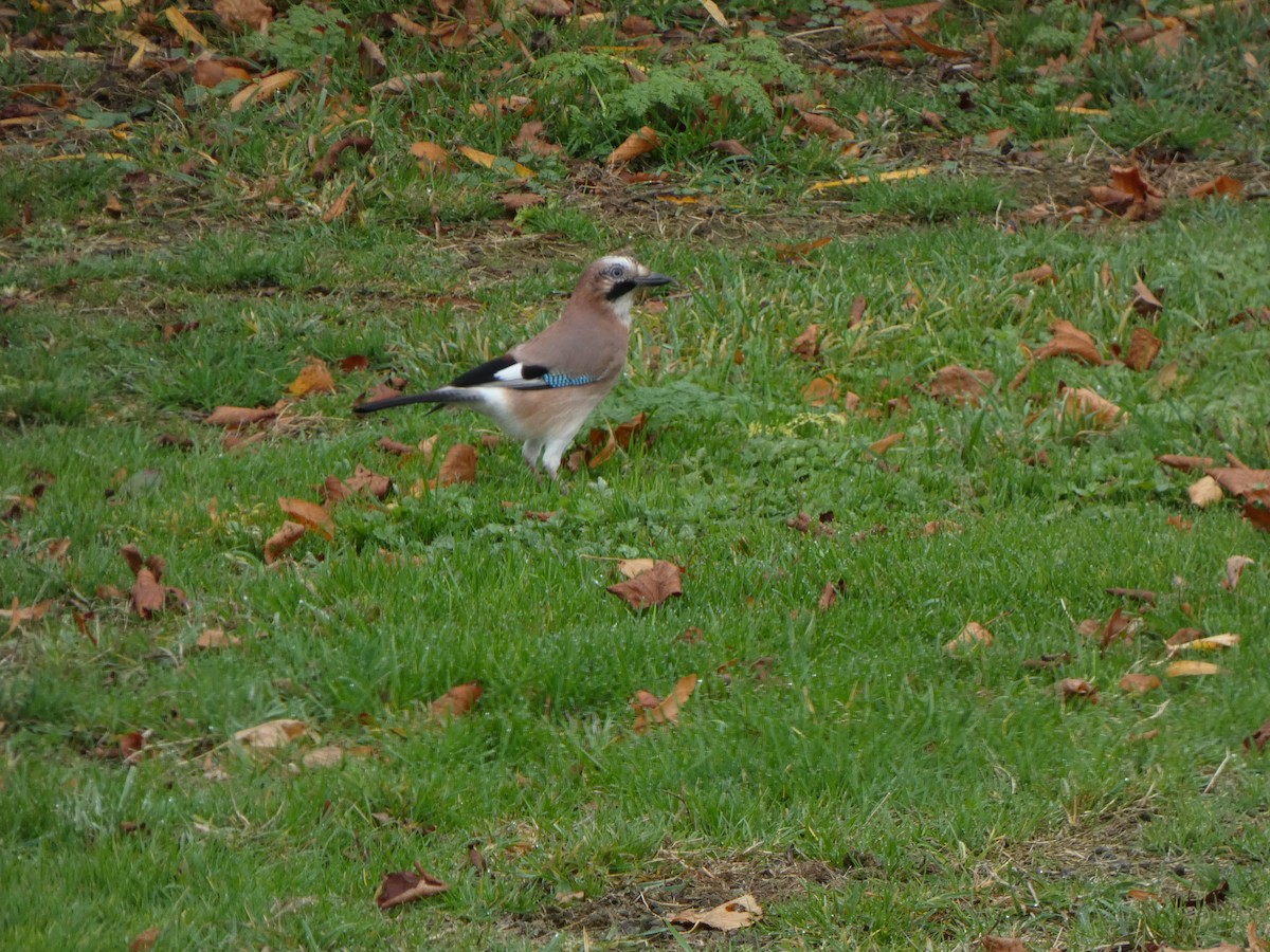 Eurasian Jay - ML645110826