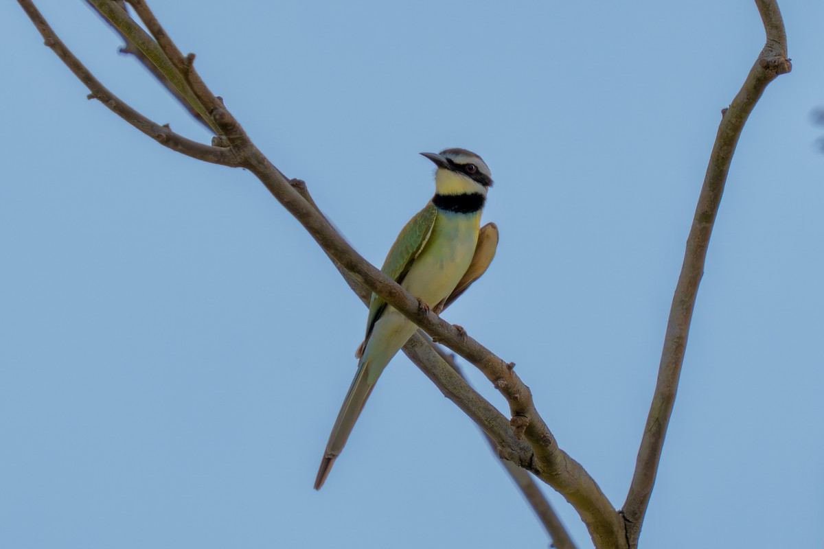 White-throated Bee-eater - ML645110829