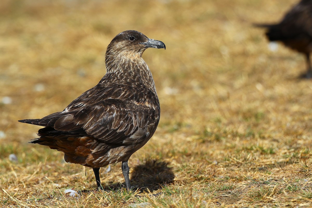 Chilean Skua - ML645110833