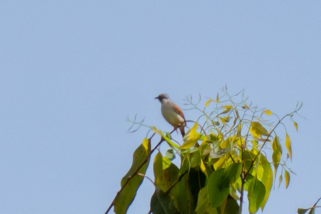Red-winged Prinia - ML645110835