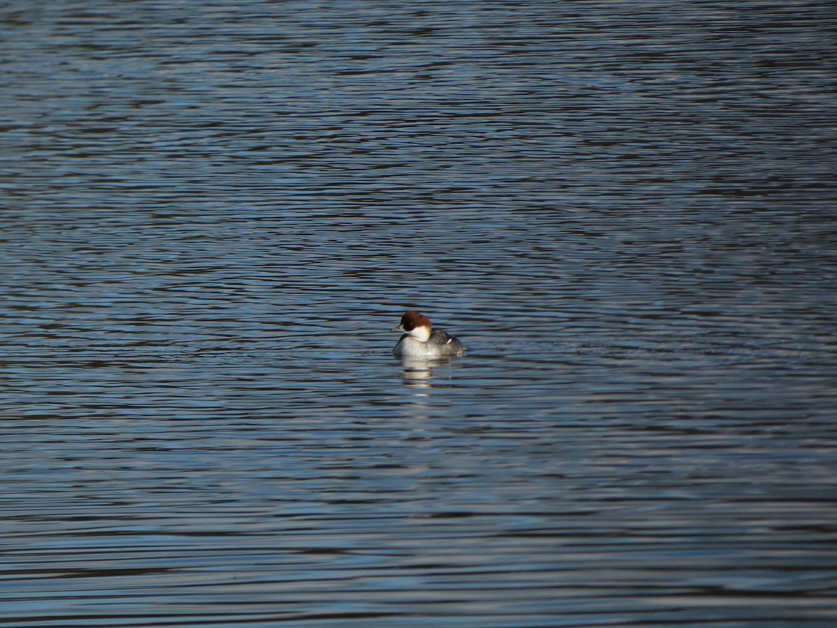Smew - ML645110837