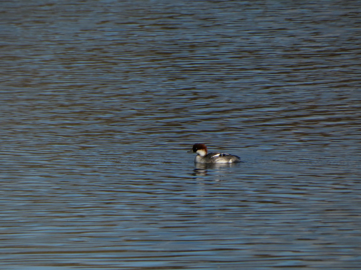 Smew - ML645110838