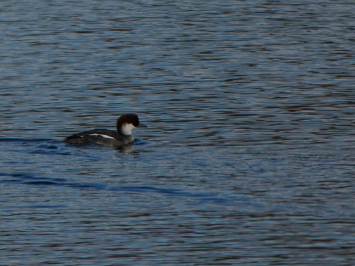 Smew - ML645110839