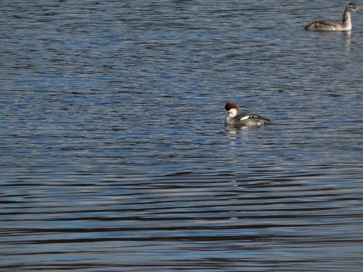 Smew - ML645110840
