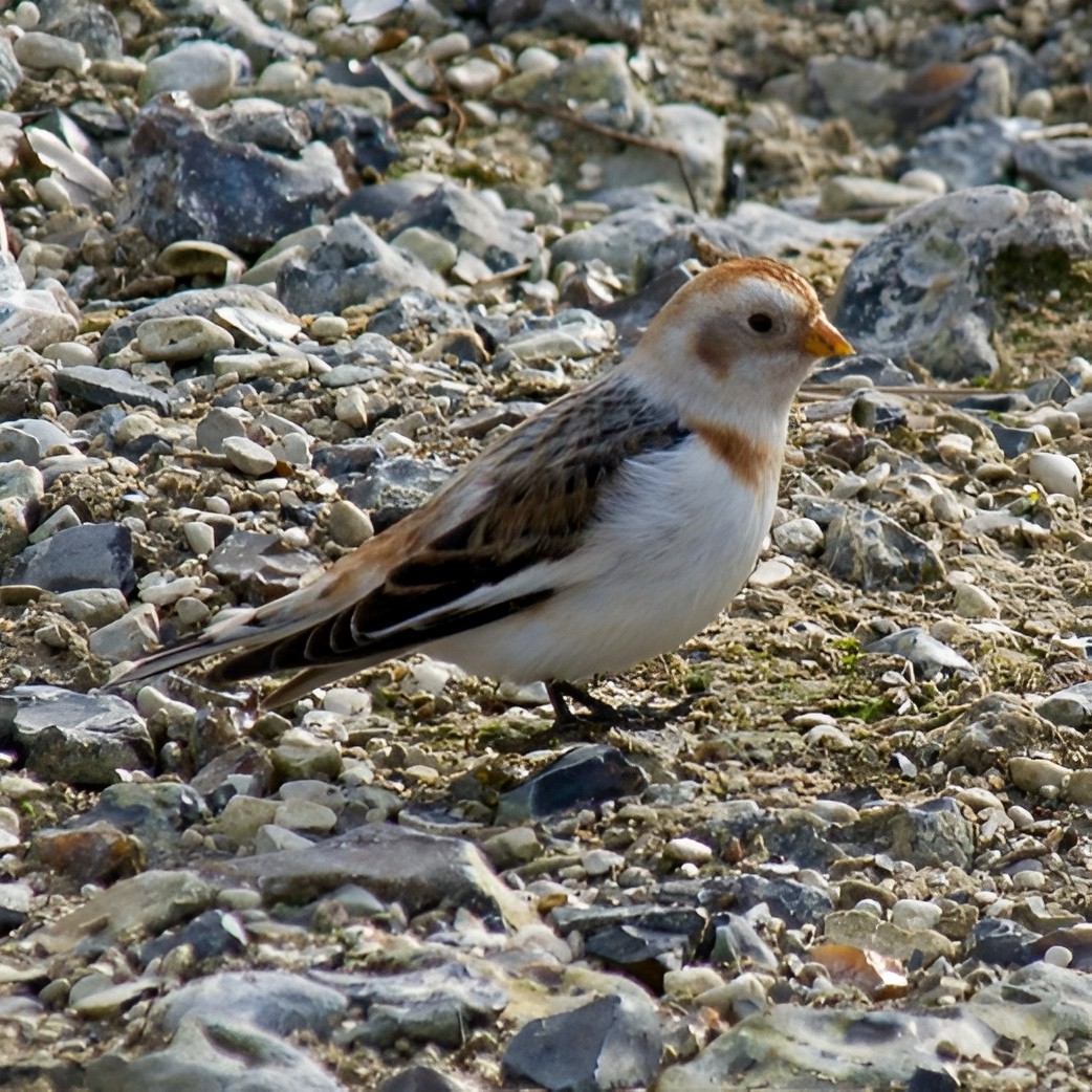 Пуночка - ML645110841