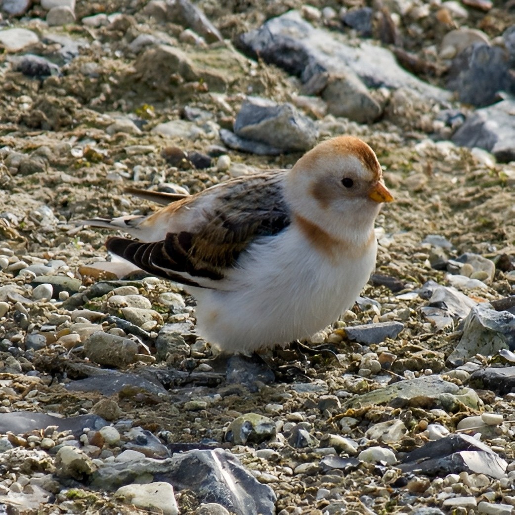 Пуночка - ML645110842