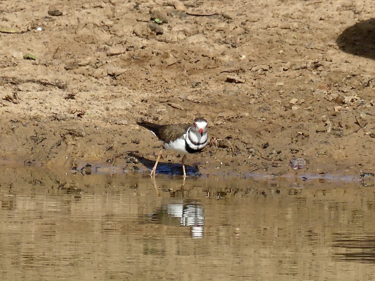 Three-banded Plover (African) - ML645110863