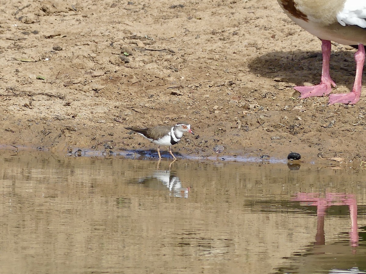 Three-banded Plover (African) - ML645110864